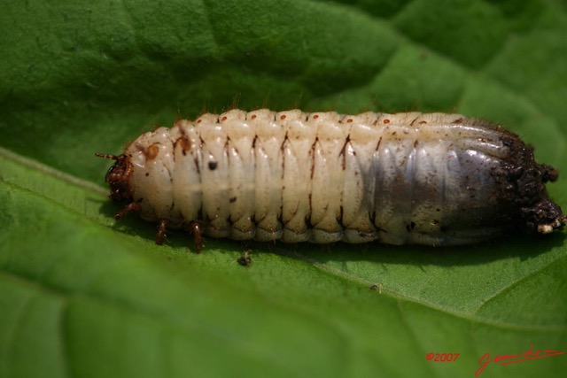 012 Coleoptera Pachnoda (Larve) IMG_4100WTMK.JPG