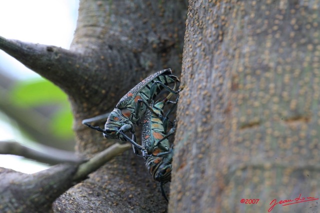 016 Coleoptera Live Zographus regalis Accouplement IMG_4364WTMK.JPG