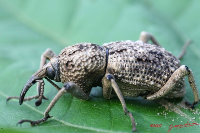 017 Coleoptera Live 7IMG_5240WTMK.JPG