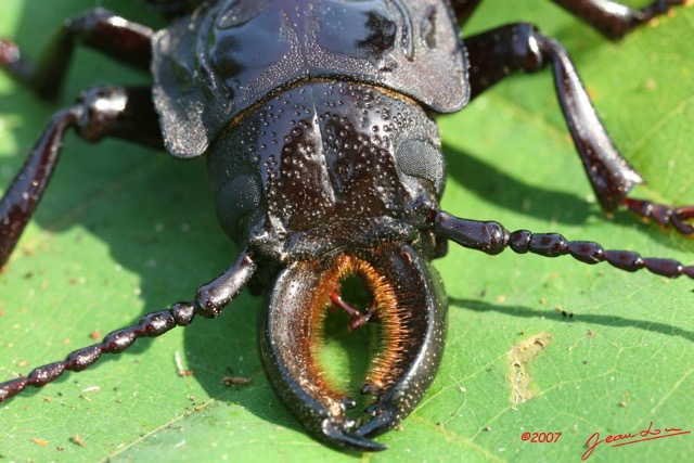 019 Coleoptera 7IMG_8455WTMK.JPG
