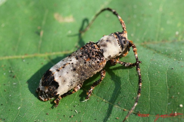 020 Coleoptera 7IMG_8458WTMK.JPG