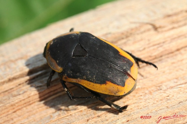 021 Coleoptera Pachnoda sp 7IMG_8456WTMK.JPG