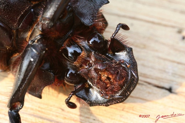 023 Coleoptera (FV) 7IMG_8829WTMK.JPG