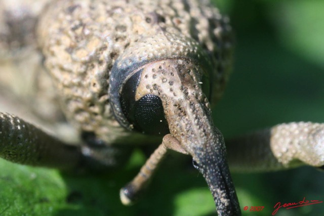 026 Coleoptera Curculionidae 7EIMG_2658WTMK.JPG