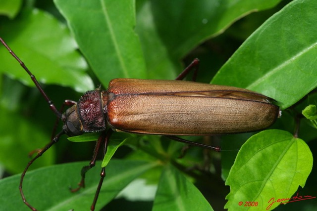 028 Coleoptera 8EIMG_15474WTMK.JPG