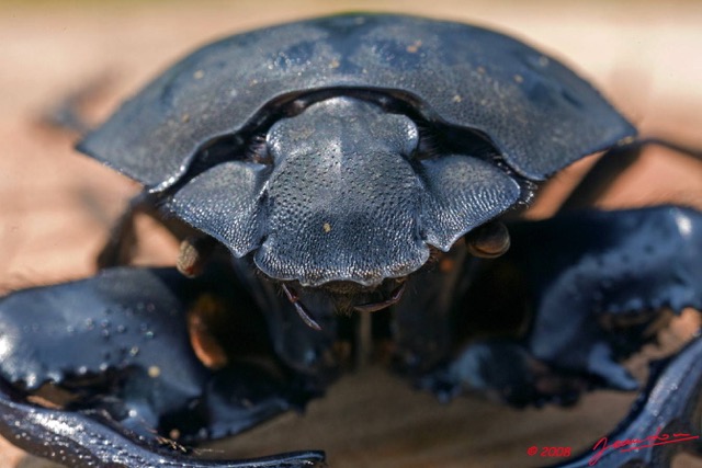 030 Coleoptera 8EIMG_22351wtmk.JPG