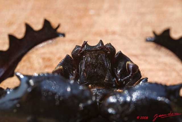 031 Coleoptera 8EIMG_22364wtmk.JPG