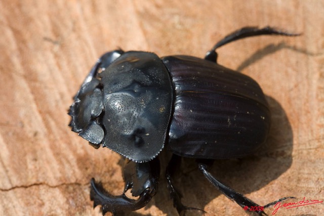 032 Coleoptera 8EIMG_22369wtmk.JPG