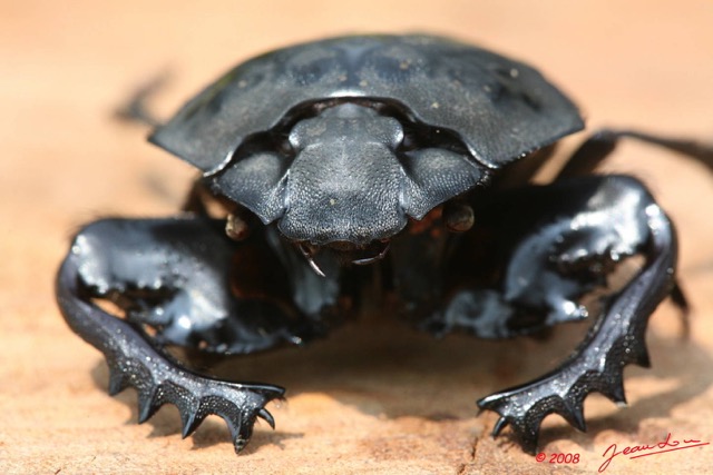 033 Coleoptera 8EIMG_22377WTMK.JPG