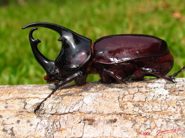 034 Coleoptera 8PIMG_16852WTMK.JPG
