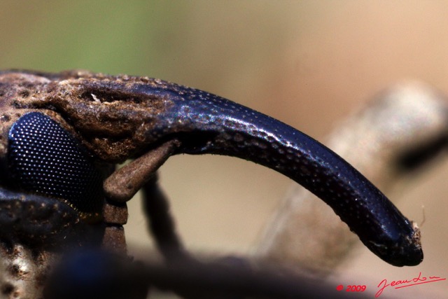 036 Coleoptera Curculionidae 9E5K2IMG_52512wtmk.jpg