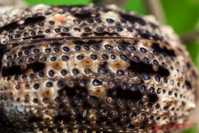 037 Coleoptera Curculionidae 9E5K2IMG_52516wtmk.jpg