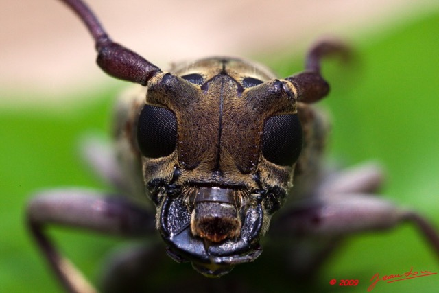 039 Coleoptera Tete 9E5K2MG_52551wtmk.jpg