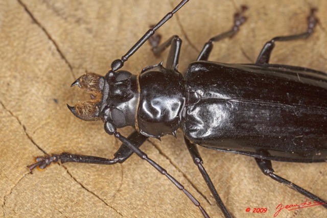 040 Coleoptera 9E5K2IMG_55657wtmk.jpg