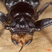 041 Coleoptera 9E5K2IMG_55658wtmk.jpg