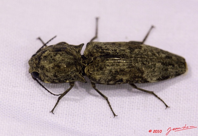 042 Monts de Cristal Coleoptera Elapidae 10E5K2IMG_59163awtmk.jpg