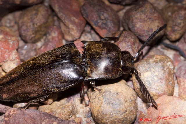 044 Coleoptera Kessala Elateridae 11E50IMG_32454wtmk.jpg