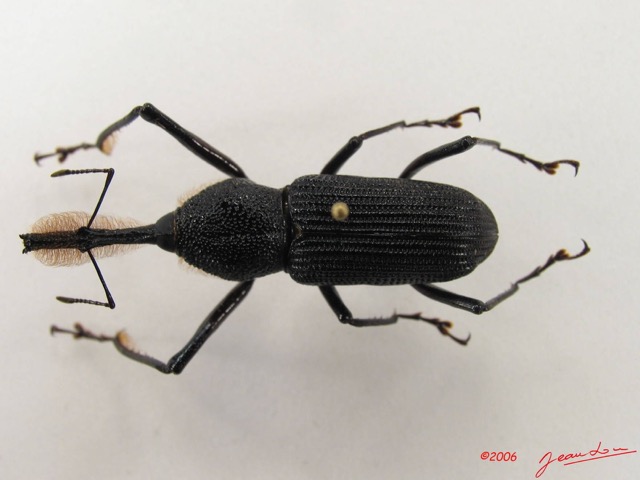 001 Coleoptere (FD) Curculionidae IMG_4948WTMK.JPG