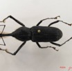 001 Coleoptere (FD) Curculionidae IMG_4948WTMK.JPG