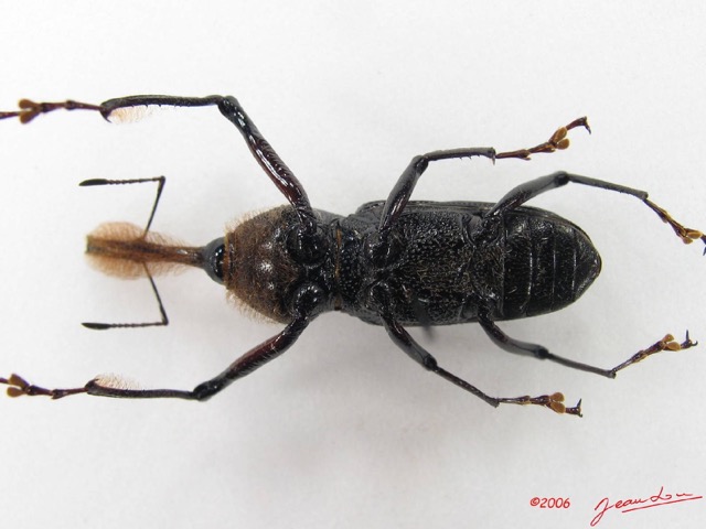 002 Coleoptere (FV) Curculionidae IMG_4949WTMK.JPG