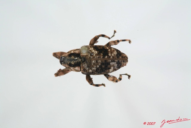 003 Coleoptere (FD) Curculionidae 7EIMG_9972WTMK.JPG
