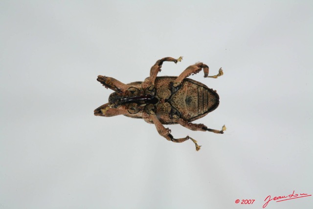 004 Coleoptere (FV) Curculionidae 7EIMG_9977WTMK.JPG