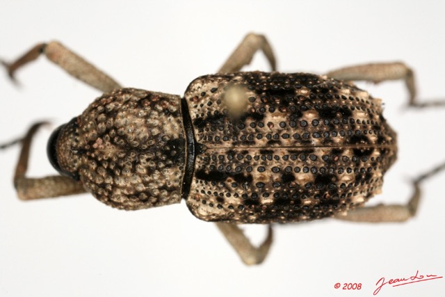 005 Coleoptere (FD) Curculionidae 8EIMG_26082 1WTMK.jpg