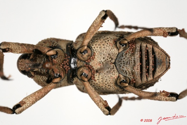 006 Coleoptere (FV) Curculionidae 8EIMG_26083 1WTMK.jpg