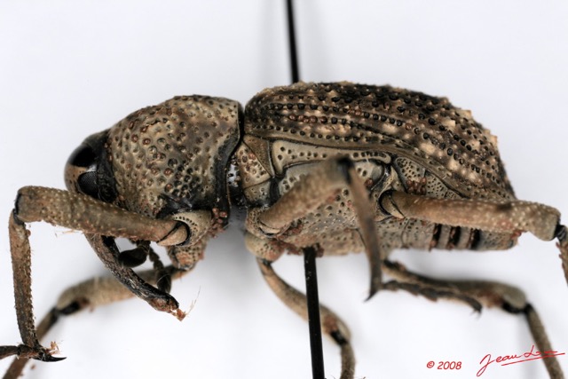 007 Coleoptere (Profil) Curculionidae 8EIMG_26085 1WTMK.jpg