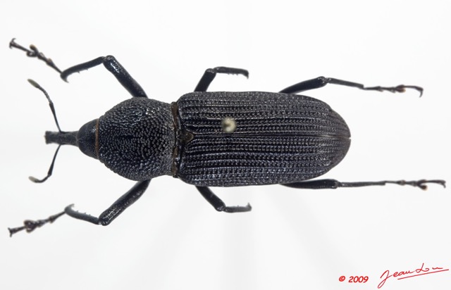 008 Coleoptere 34c (FD) Curculionidae 9E5K2IMG_54315wtmk.jpg
