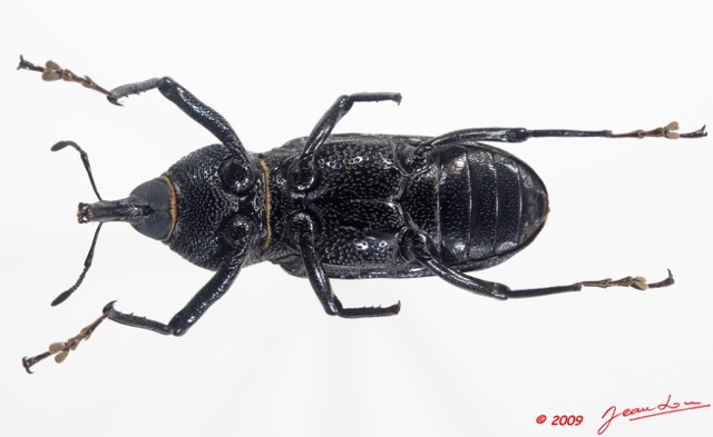 009 Coleoptere 34c (FV) Curculionidae 9E5K2IMG_54320wtmk.jpg