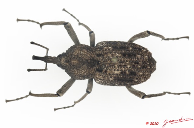 010 Coleoptere 35c (FD) Curculionidae 9E5K2IMG_57081wtmk.jpg