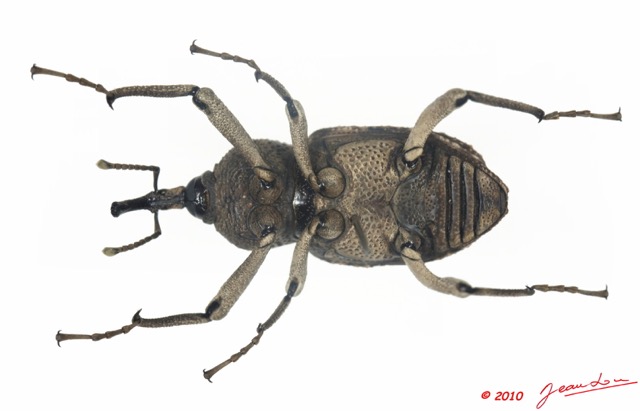 011 Coleoptere 35c (FV) Curculionidae 9E5K2IMG_57084wtmk.jpg