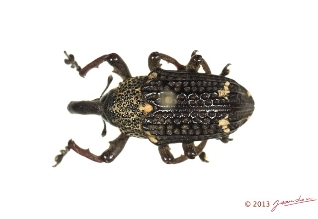 012 Coleoptere 61a (FD) Curculionidae 13E5K3IMG_90829wtmk.jpg