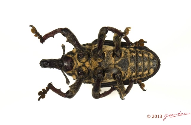 013 Coleoptere 61a (FV) Curculionidae 13E5K3IMG_90830wtmk.jpg