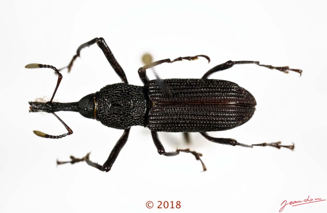 014 Coleoptera 70b (FD) Curculionidae 18E5K3IMG_180211126251_DxOwtmk.jpg