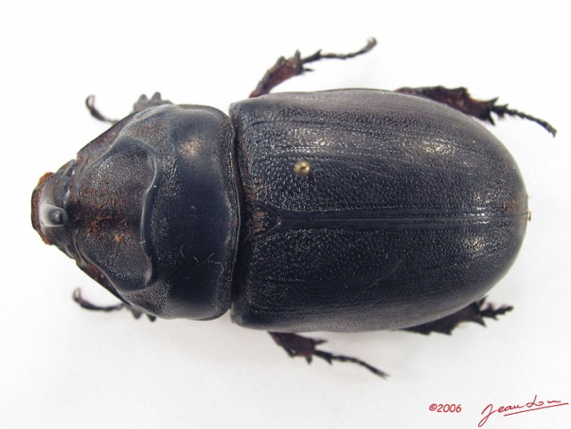 001 Coleoptere (FD) Dynastinae Oryctes sp IMG_5088WTMK.JPG