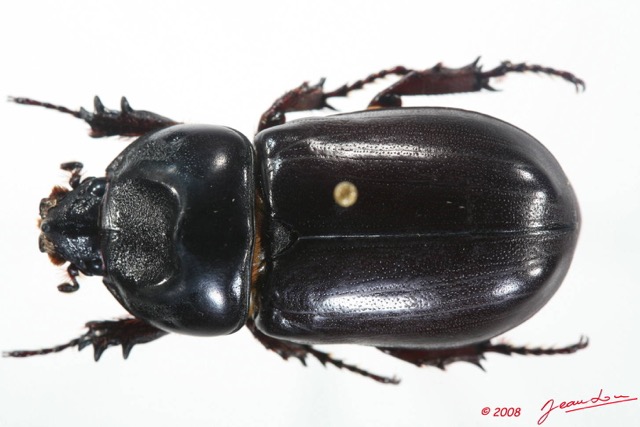 003 Coleoptere (FD) Dynastinae Oryctes sp f 8EIMG_20598WTMK.JPG