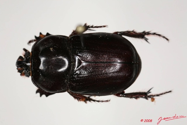 005 Coleoptere (FD) Dynastinae m 8EIMG_24432WTMK.JPG