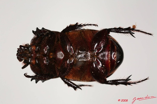 006 Coleoptere (FV) Dynastinae m 8EIMG_24433WTMK.JPG