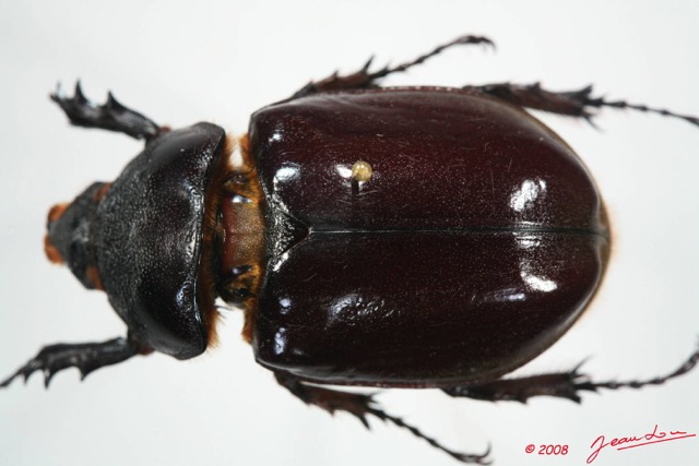 007 Coleoptere (FD) Dynastinae Augosoma centaurus f 8EIMG_24559WTMK.JPG