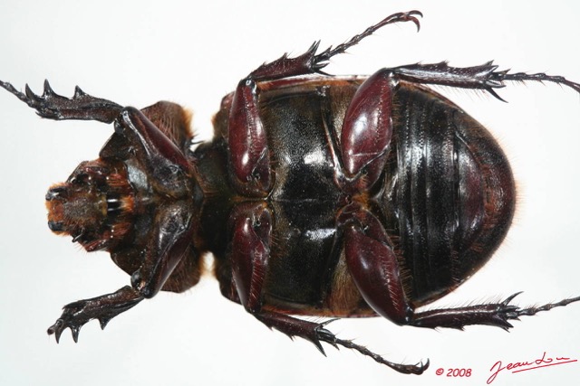 008 Coleoptere (FV) Dynastinae Augosoma centaurus f 8EIMG_24564WTMK.JPG