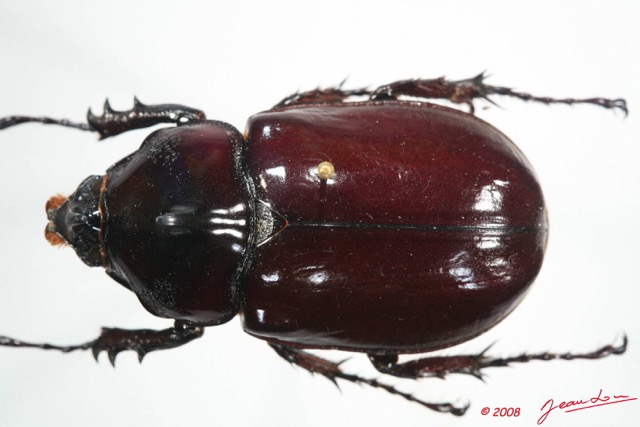 009 Coleoptere (FD) Dynastinae Augosoma centaurus m 8EIMG_24607WTMK.JPG