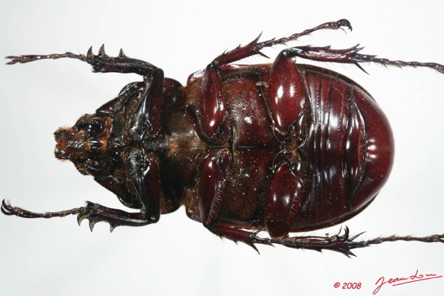 010 Coleoptere (FV) Dynastinae Augosoma centaurus m 8EIMG_24615WTMK.JPG