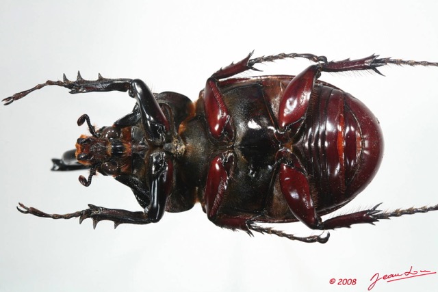 012 Coleoptere (FV) Dynastinae m 8EIMG_24649WTMK.JPG