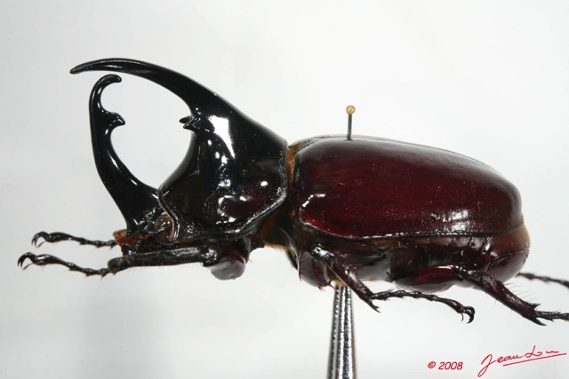 013 Coleoptere (Profil) Dynastinae m 8EIMG_24657WTMK.JPG