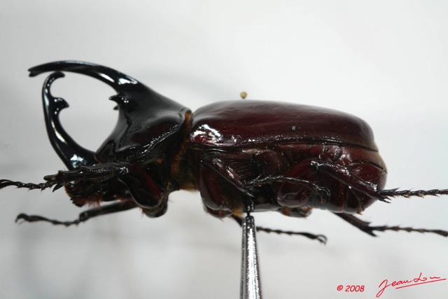 014 Coleoptere (Profil) Dynastinae m 8EIMG_24664WTMK.JPG