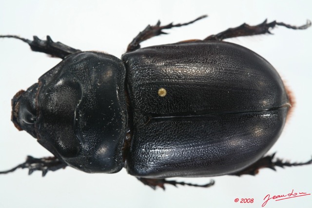 015 Coleoptere (FD) Dynastinae Oryctes sp 8EIMG_26192WTMK.jpg