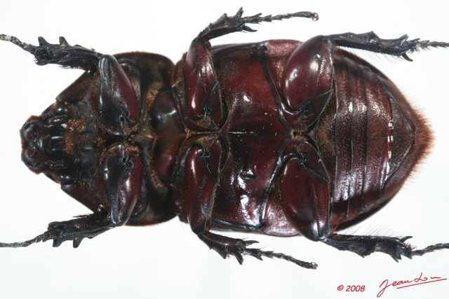 016 Coleoptere (FV) Dynastinae Oryctes sp 8EIMG_26197WTMK.jpg