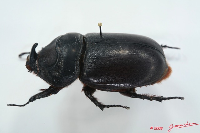 017 Coleoptere (Profil) Dynastinae Oryctes sp 8EIMG_26202WTMK.jpg